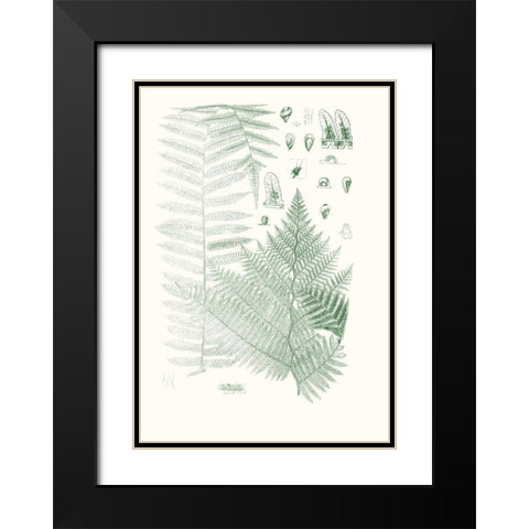 Verdure Ferns V Black Modern Wood Framed Art Print with Double Matting by Vision Studio