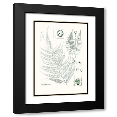 Verdure Ferns VIII Black Modern Wood Framed Art Print with Double Matting by Vision Studio