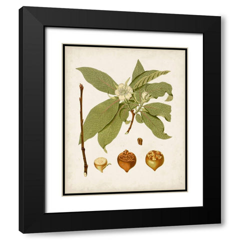 Antique Leaves I Black Modern Wood Framed Art Print with Double Matting by Unknown