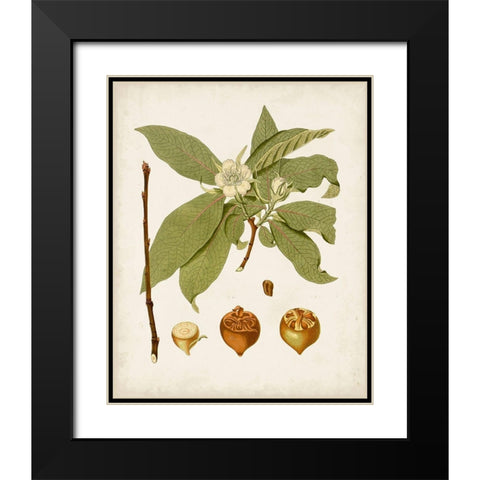 Antique Leaves I Black Modern Wood Framed Art Print with Double Matting by Unknown