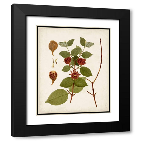 Antique Leaves II Black Modern Wood Framed Art Print with Double Matting by Unknown