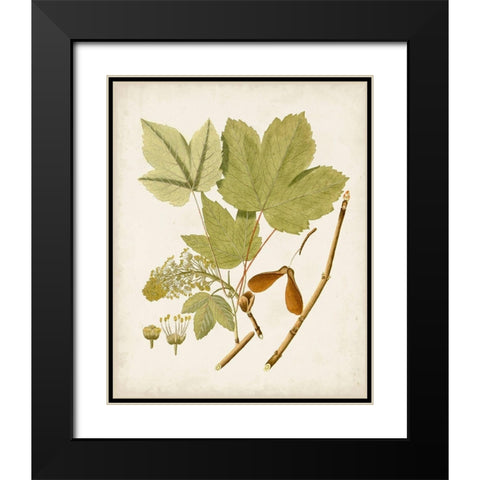 Antique Leaves IV Black Modern Wood Framed Art Print with Double Matting by Unknown