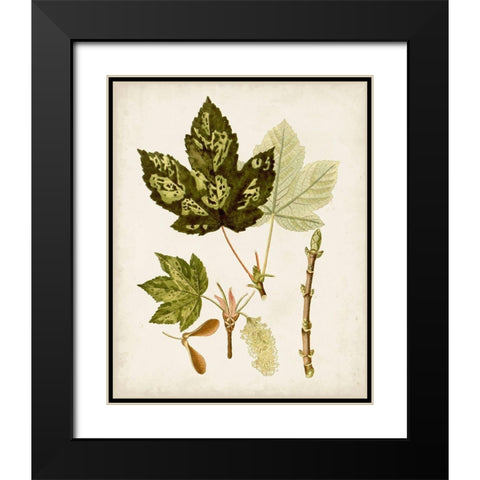 Antique Leaves V Black Modern Wood Framed Art Print with Double Matting by Unknown
