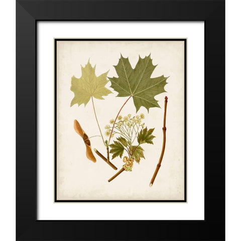 Antique Leaves VI Black Modern Wood Framed Art Print with Double Matting by Unknown