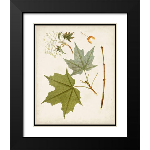 Antique Leaves VII Black Modern Wood Framed Art Print with Double Matting by Unknown