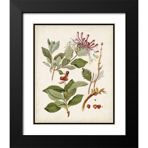Vintage Flowering Trees III Black Modern Wood Framed Art Print with Double Matting by Unknown