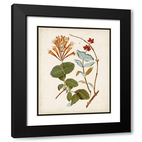 Vintage Flowering Trees IV Black Modern Wood Framed Art Print with Double Matting by Unknown