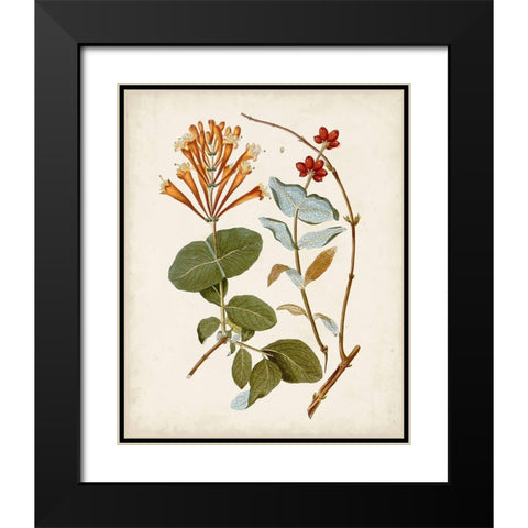 Vintage Flowering Trees IV Black Modern Wood Framed Art Print with Double Matting by Unknown