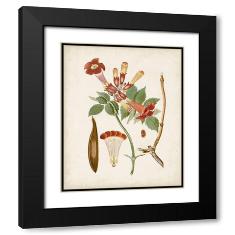 Vintage Flowering Trees V Black Modern Wood Framed Art Print with Double Matting by Unknown