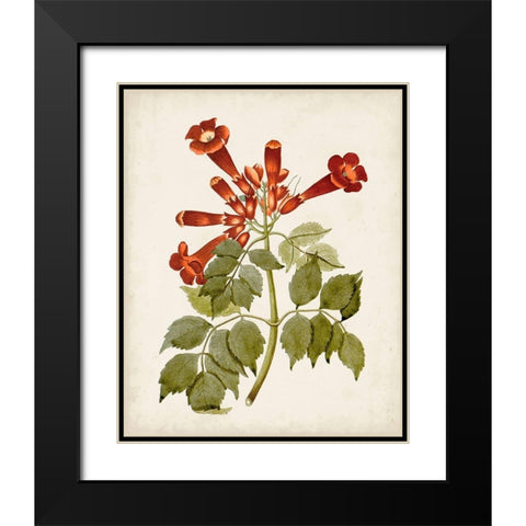 Vintage Flowering Trees VI Black Modern Wood Framed Art Print with Double Matting by Unknown