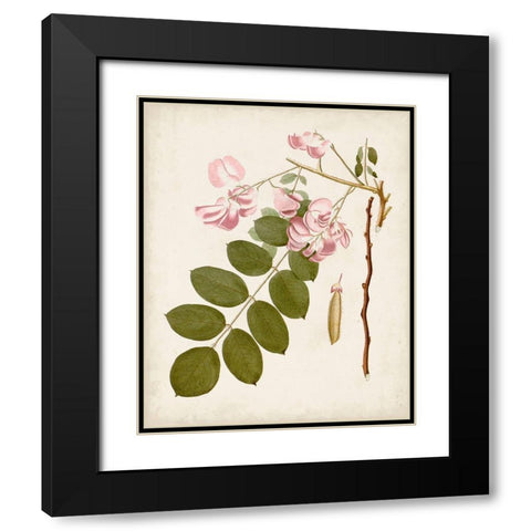 Vintage Flowering Trees VIII Black Modern Wood Framed Art Print with Double Matting by Unknown