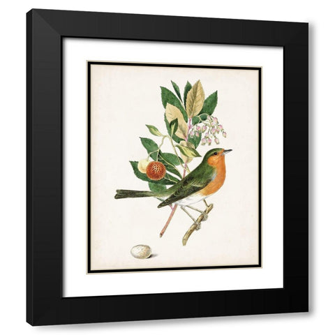 Antique Bird-Botanical and Egg I Black Modern Wood Framed Art Print with Double Matting by Unknown