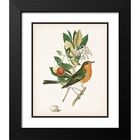 Antique Bird-Botanical and Egg I Black Modern Wood Framed Art Print with Double Matting by Unknown
