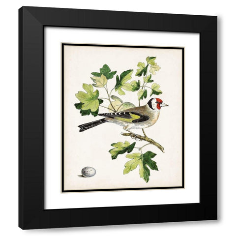 Antique Bird-Botanical and Egg III Black Modern Wood Framed Art Print with Double Matting by Unknown