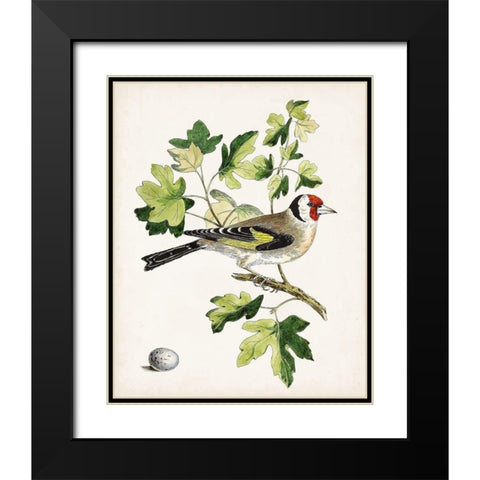 Antique Bird-Botanical and Egg III Black Modern Wood Framed Art Print with Double Matting by Unknown