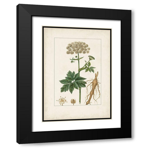 Antique Turpin Botanical I Black Modern Wood Framed Art Print with Double Matting by Turpin