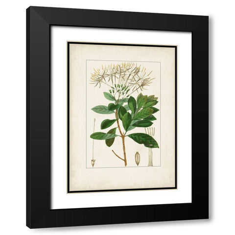 Antique Turpin Botanical II Black Modern Wood Framed Art Print with Double Matting by Turpin