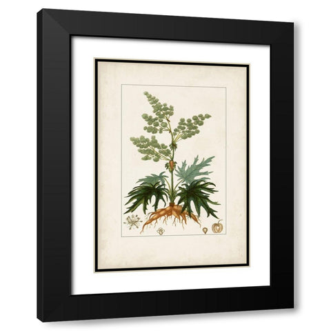 Antique Turpin Botanical III Black Modern Wood Framed Art Print with Double Matting by Turpin