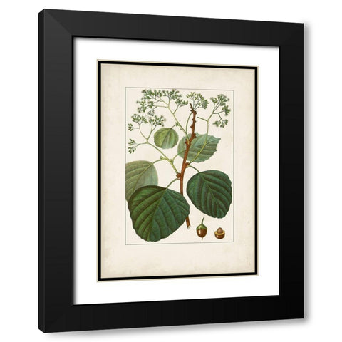 Antique Turpin Botanical IV Black Modern Wood Framed Art Print with Double Matting by Turpin