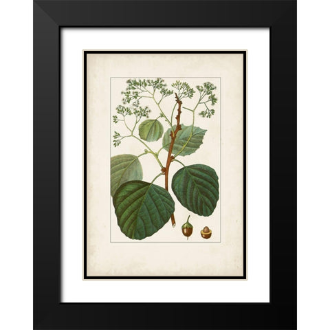 Antique Turpin Botanical IV Black Modern Wood Framed Art Print with Double Matting by Turpin