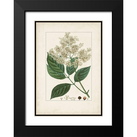Antique Turpin Botanical V Black Modern Wood Framed Art Print with Double Matting by Turpin