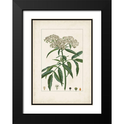 Antique Turpin Botanical VII Black Modern Wood Framed Art Print with Double Matting by Turpin