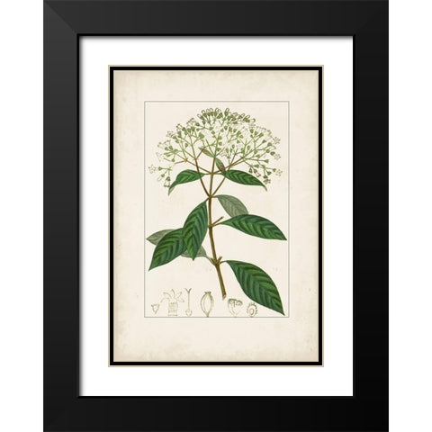 Antique Turpin Botanical VIII Black Modern Wood Framed Art Print with Double Matting by Turpin