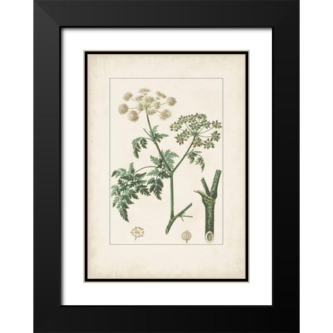 Antique Turpin Botanical IX Black Modern Wood Framed Art Print with Double Matting by Turpin