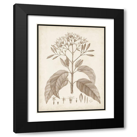 Antique Sepia Botanicals III Black Modern Wood Framed Art Print with Double Matting by Unknown