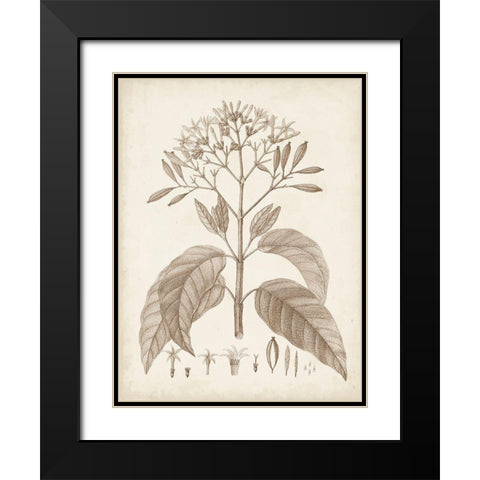 Antique Sepia Botanicals III Black Modern Wood Framed Art Print with Double Matting by Unknown