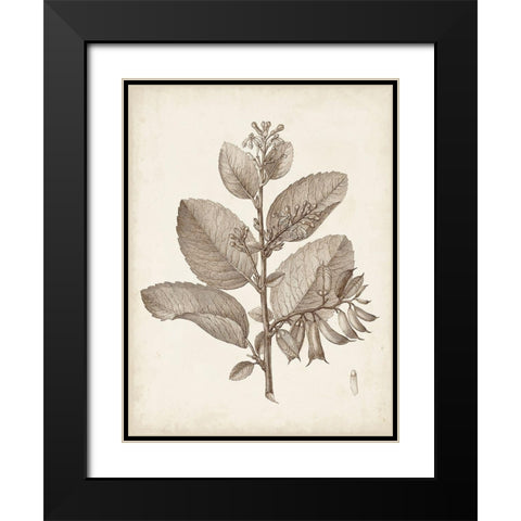 Antique Sepia Botanicals V Black Modern Wood Framed Art Print with Double Matting by Unknown