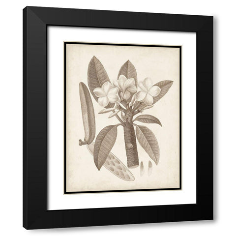 Antique Sepia Botanicals VII Black Modern Wood Framed Art Print with Double Matting by Unknown