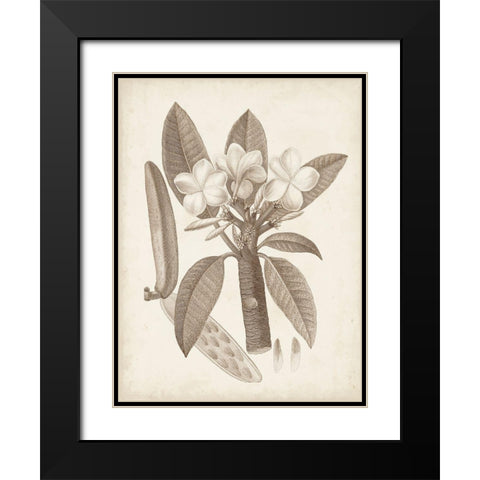 Antique Sepia Botanicals VII Black Modern Wood Framed Art Print with Double Matting by Unknown