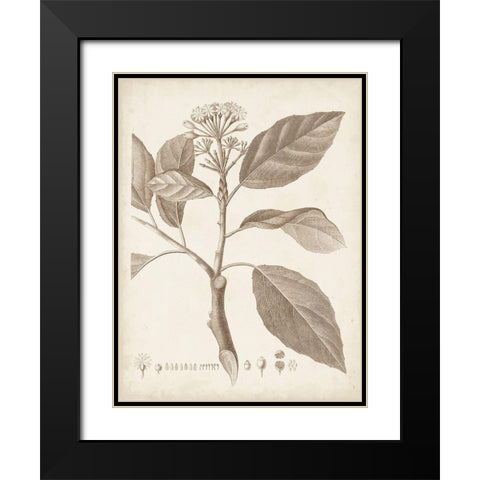Antique Sepia Botanicals IX Black Modern Wood Framed Art Print with Double Matting by Unknown