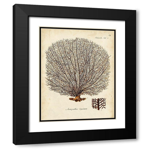 Esper Sea Fans I Black Modern Wood Framed Art Print with Double Matting by Esper, Johann