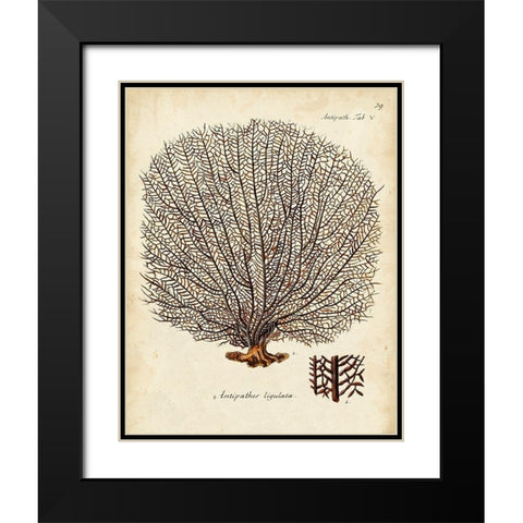 Esper Sea Fans I Black Modern Wood Framed Art Print with Double Matting by Esper, Johann