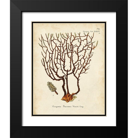 Esper Sea Fans II Black Modern Wood Framed Art Print with Double Matting by Esper, Johann