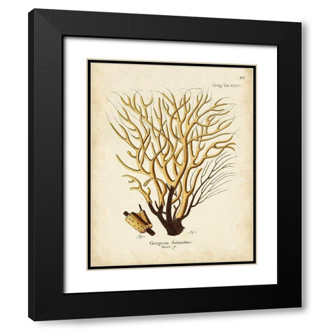 Esper Sea Fans IV Black Modern Wood Framed Art Print with Double Matting by Esper, Johann