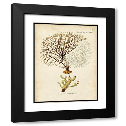 Esper Sea Fans V Black Modern Wood Framed Art Print with Double Matting by Esper, Johann
