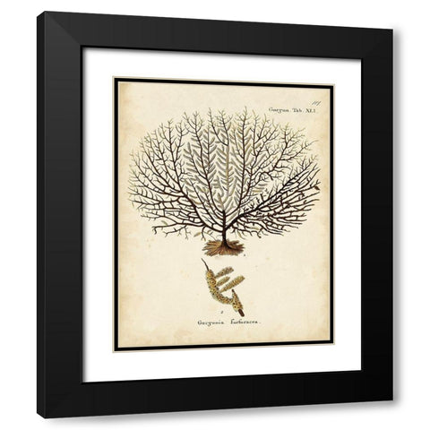 Esper Sea Fans VI Black Modern Wood Framed Art Print with Double Matting by Esper, Johann