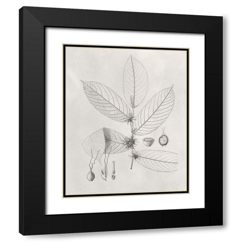 Vintage Leaves II Black Modern Wood Framed Art Print with Double Matting by Vision Studio