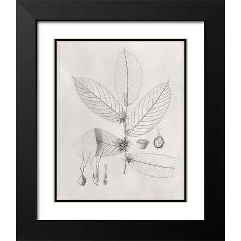 Vintage Leaves II Black Modern Wood Framed Art Print with Double Matting by Vision Studio