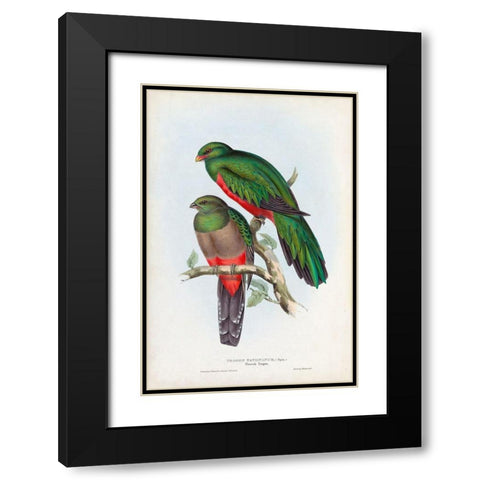 Gould Tropical Birds I Black Modern Wood Framed Art Print with Double Matting by Gould, John