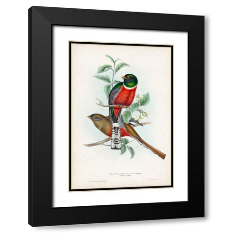 Gould Tropical Birds II Black Modern Wood Framed Art Print with Double Matting by Gould, John