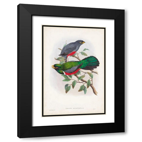 Gould Tropical Birds III Black Modern Wood Framed Art Print with Double Matting by Gould, John
