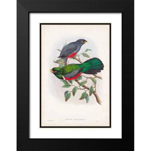 Gould Tropical Birds III Black Modern Wood Framed Art Print with Double Matting by Gould, John