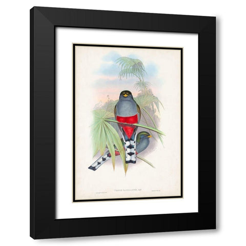 Gould Tropical Birds IV Black Modern Wood Framed Art Print with Double Matting by Gould, John