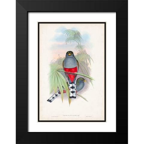 Gould Tropical Birds IV Black Modern Wood Framed Art Print with Double Matting by Gould, John