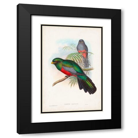 Gould Tropical Birds V Black Modern Wood Framed Art Print with Double Matting by Gould, John