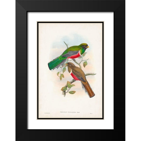 Gould Tropical Birds VI Black Modern Wood Framed Art Print with Double Matting by Gould, John